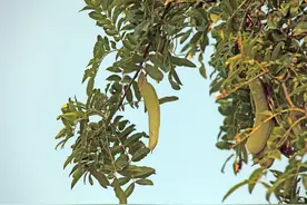 绿化林带里的中草药——皂荚图片
