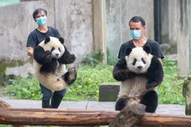 （社会）重庆动物园六只大熊猫集体过生日图片