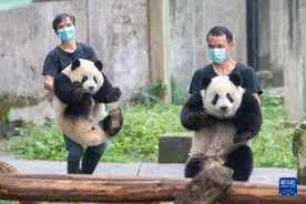 重庆动物园六只大熊猫集体过生日图片