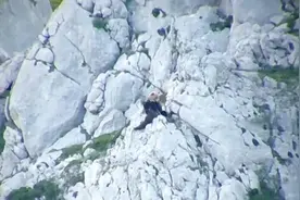 西班牙一头母熊为保护幼崽与公熊搏斗，双双滚下山坡后公熊死亡图片