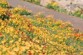 花+海=王炸！这条路上的这片花海太惹眼！图片