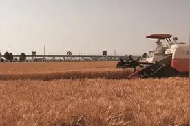 从“矮抗58”“百农4199”“百农64”到百农系列后续品种——河南小麦产量屡创新高背后的科技力量图片