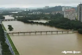 广州从化大雨中走失的“牛妈妈”“牛宝宝”找到了图片