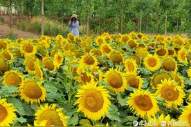 好景山东｜夏日限定已就位！济南一村庄向日葵花海盛放，宛若油画图片