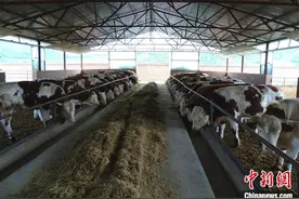 河北围场肉牛产业的“牛经济”：从养殖到生态产业链图片