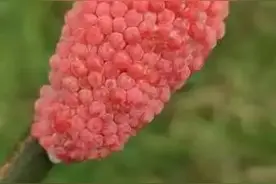 千万别碰！昆明多地发现这种臭名昭著的“粉红怪物”，寄生虫多达6000条图片