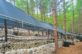看小山村如何靠山吃山——平地种菜 坡地种药 林下种菌图片