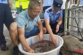 罕见！四川攀枝花发现1.27米长“娃娃鱼”，已放归天然水域图片