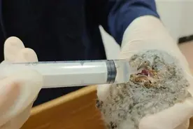 两只从窝中掉落的猫头鹰幼崽被温柔以待图片