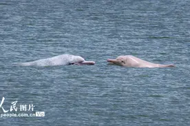 福建霞浦：中华白海豚现身海边图片