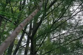 失联53天后，市民的“无人机”回来了……图片