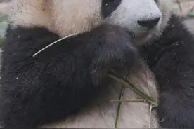 看图识熊 熊猫和花和叶2岁啦图片
