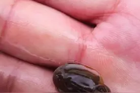 河南一稻田出现古生物三眼恐龙虾比恐龙出现还早图片