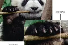 大熊猫为何能手握竹子？原来它有“第六指”图片