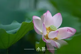 这些话送给你，在最美的盛夏图片