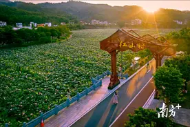 盛夏时节，来梯面红山村赏荷花图片