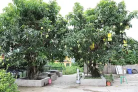 云南元江：果农种出“团结树”一棵树上长出26种芒果图片