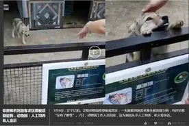 草原狼看到游客求抚摸被质疑是狗，动物园：人工饲养和人亲近图片
