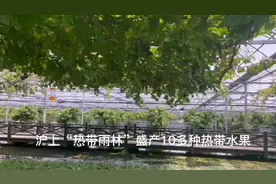 沪上“热带雨林”盛产10多种热带水果！今夏饕餮地产香蕉、芒果、荔枝、莲雾……图片