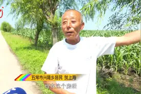 谁是凶手？11只羊突然死亡！吃了羊肉，狗也悲剧了……图片