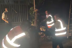 十余米高大树倒了，砸在电线上！多部门紧急连夜抢修图片