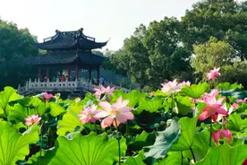 西湖荷花进入最佳观赏期，快来赏荷吧图片