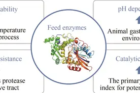 《合成生物学》期刊 | 姚斌等：蛋白质工程在饲料用酶研发中的应用研究进展图片
