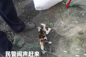 三只小奶猫在警方禁捕收缴的渔网里偷食被困，民警破网救猫图片