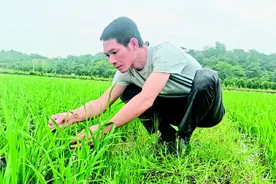 “二两种谷”“长”出三个男人的“紫金香稻梦”图片