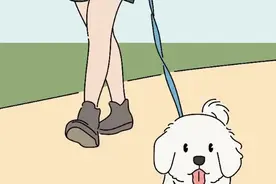 小小的柯基犬和大大的阿拉斯加犬打架咬人，谁的主人担责？图片