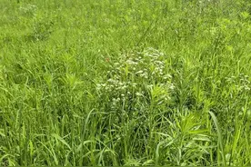 夏长百草丰茂图片