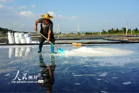 浙江乐清：高温天 晒盐忙图片