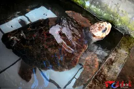 长1.1米！国家一级保护野生动物绿海龟在古雷海滩获救并重归大海图片
