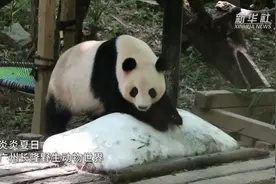 广州长隆：动物消暑有“妙招”图片