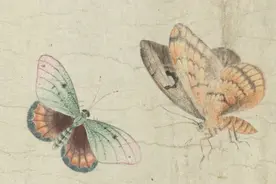鉴赏｜清代《画草虫》：一位少年笔下的雅洁蝶影图片