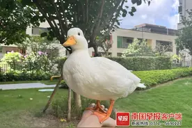 把鸡鸭当宠物养家里？南宁越来越多人入了这个“坑”图片