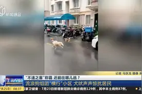 “不速之客”称霸 还能往哪儿逃？流浪狗组团“横行”小区 犬吠声声惊扰居民视频封面