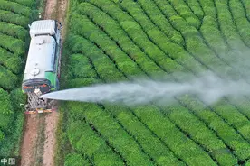 江西永丰：工人灌溉茶园 谨防高温干旱图片