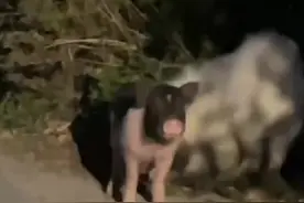 萨摩耶遛弯拐了一头小香猪回家图片