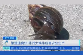 “非洲大蜗牛”入侵美国，或致人类患脑膜炎！繁殖速度巨快，已区域性封锁图片
