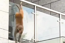 猕猴现身深圳闹市 跨区闲逛已三日图片