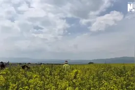 「中国有约」新疆昭苏：油菜花盛开美如画图片