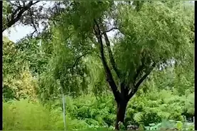 繁华随花落，快意逐水流，唯有平淡留守，得一溪云，待一室风清图片