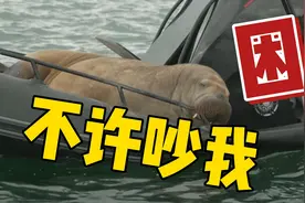 挪威海象上船睡觉：困死了 不许吵我图片