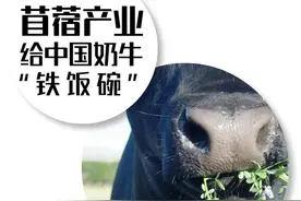 苜蓿产业 给中国奶牛“铁饭碗”图片
