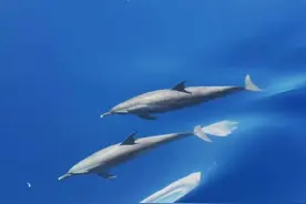中国海警南岛舰在西沙海域巡航时路遇海豚图片