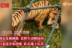 游客吐槽动物园老虎骨瘦如柴吃草维持生命？园方回应：吃草主要是为了促进消化图片