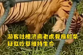 游客吐槽济南老虎骨瘦如柴疑似吃草维持生命，动物园回应：瘦是为了控制体重视频封面