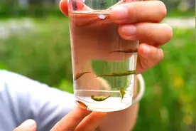邹城发现2亿年前水生物——“仙女虾”图片