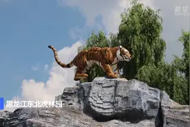 黑龙江多措并举守护东北虎图片